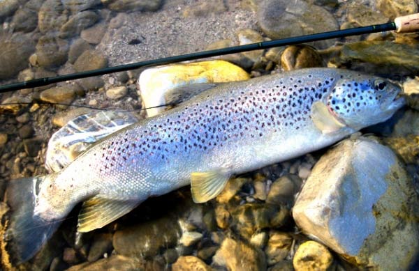 un nouveau comparateur de pêche