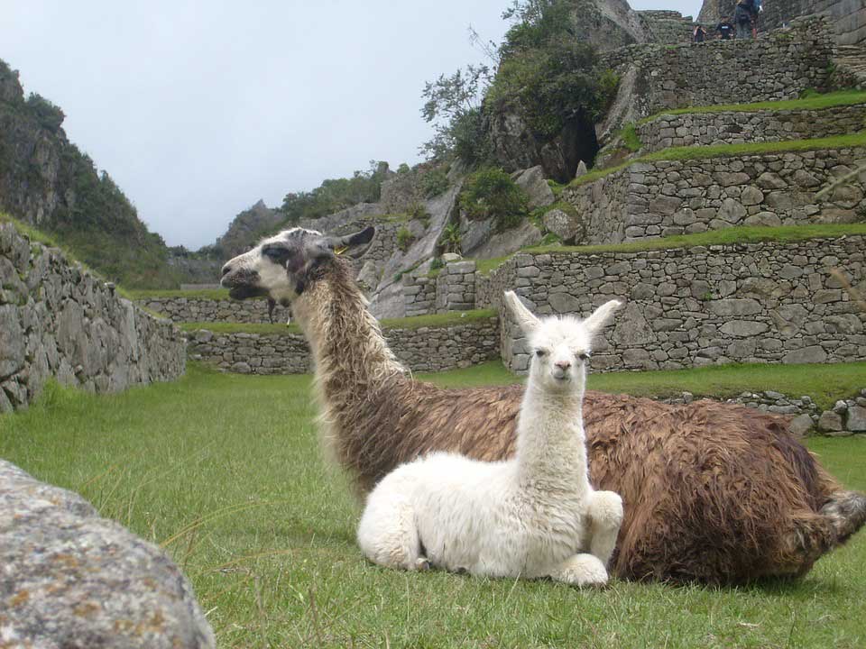 lama au Pérou