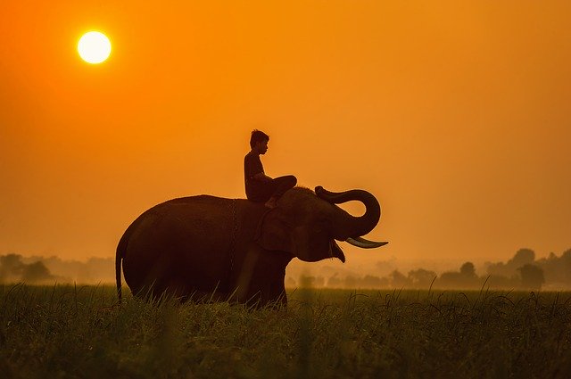 Voyage au cambodge et éléphants