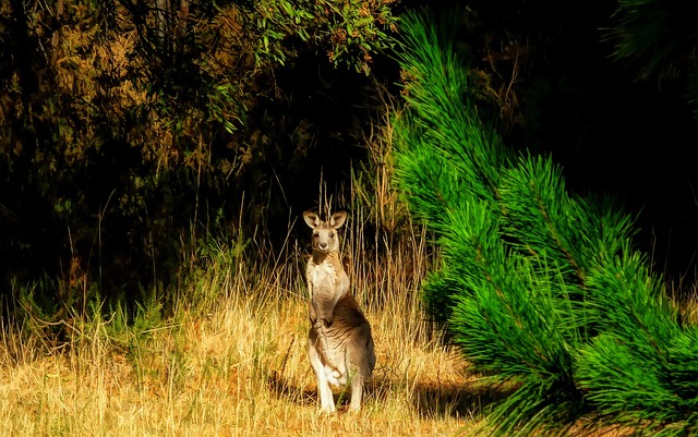 kangourou pris en photo lors d'un voyage en Autralie