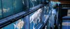 Mur des squelettes du Muséum de Toulouse, illustration éditoriale sur le rôle culturel et scientifique du Muséum