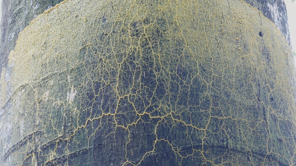 Réseau de Physarum polycephalum, le blob étudié par la recherche toulousaine