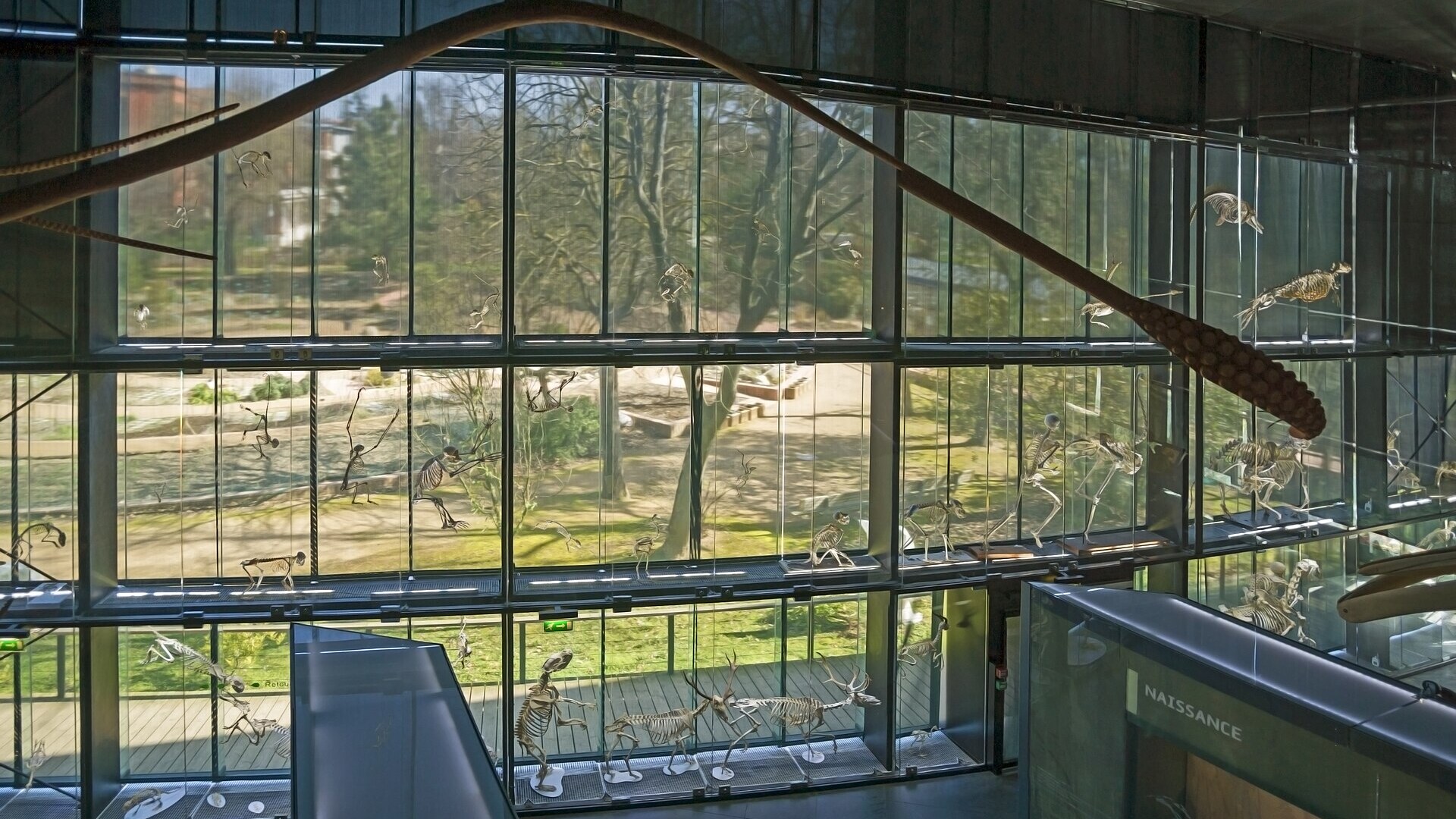 Mur des squelettes au Muséum de Toulouse