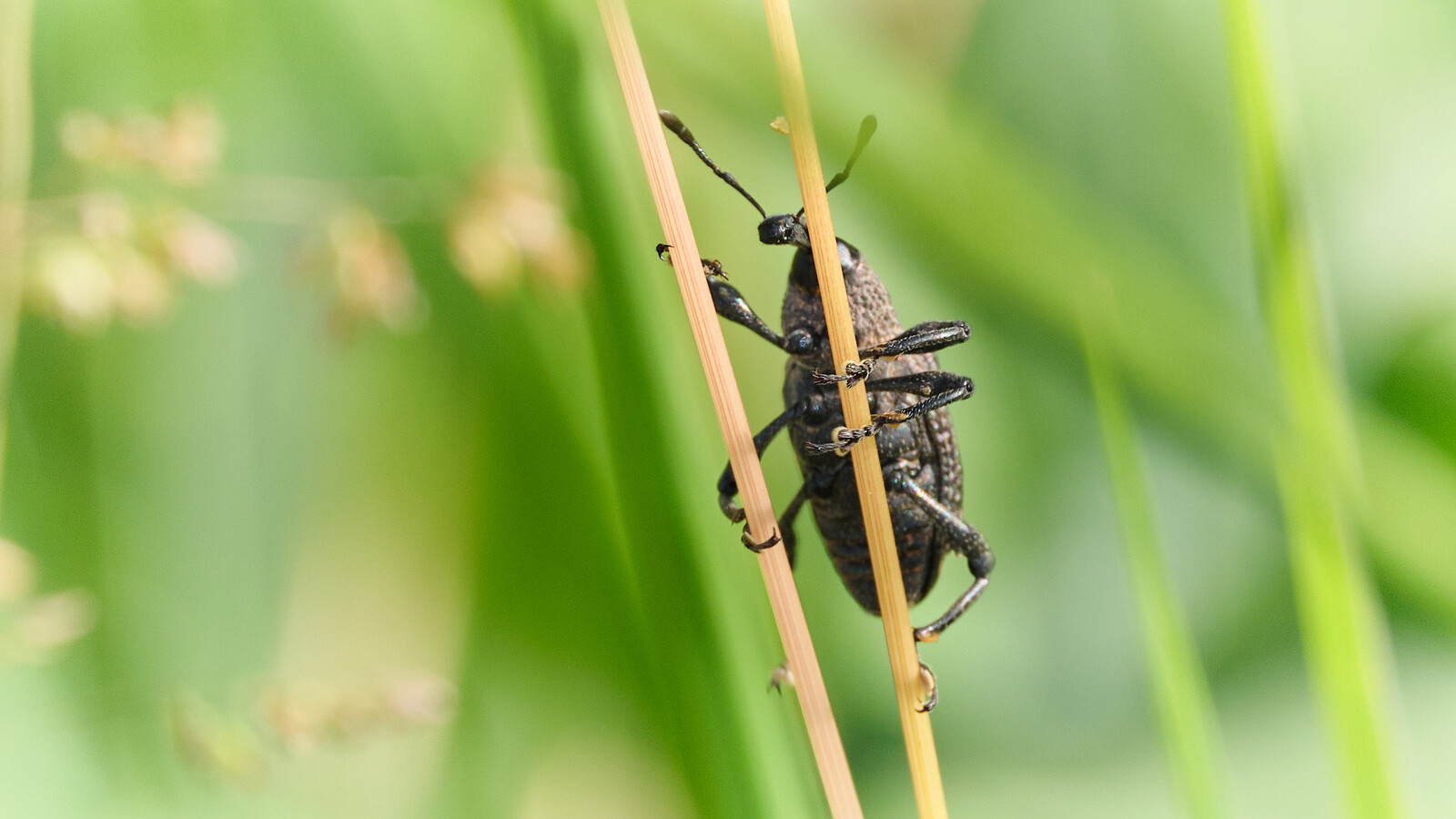 Charançon noir du figuier Aclees taiwanensis observé sur une tige